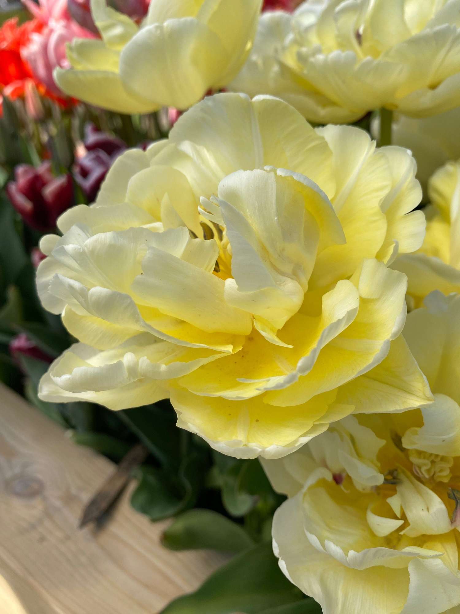 Tulipe 'Avant Garde'